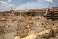 NEWS - Gerodetes Holz: Die globale Nachfrage nach Holz steigt enorm an