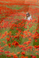 FEATURE -  Klatschmohnfeld bei Edinburgh