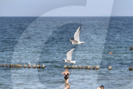 REPORTAGE - Ferien an der deutschen Ostsee: Impressionen aus Zingst