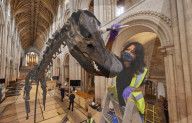 The Natural History Museum’s Dippy the Diplodocus is this week being built in the Nave of Norwich Cathedral ahead of Dippy on Tour