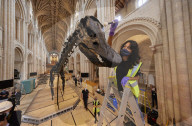 The Natural History Museum’s Dippy the Diplodocus is this week being built in the Nave of Norwich Cathedral ahead of Dippy on Tour