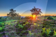 FEATURE - Magisch: Sonnenaufgang in Rockford Common