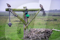 Dyfi Osprey Project.