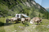 FEATURE -  Bergferien: Camper umgeben von Kuehen am Nufenen