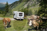 FEATURE -  Bergferien: Camper umgeben von Kuehen am Nufenen