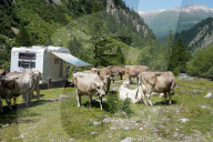 FEATURE -  Bergferien: Camper umgeben von Kuehen am Nufenen