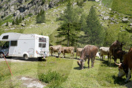 FEATURE -  Bergferien: Camper umgeben von Kuehen am Nufenen