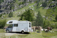 FEATURE -  Bergferien: Camper umgeben von Kuehen am Nufenen