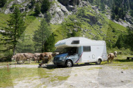 FEATURE -  Bergferien: Camper umgeben von Kuehen am Nufenen