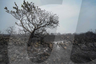 NEWS - Kampf gegen die Flammen: Buschbrände auf der Mittelmeerinsel Sardinien