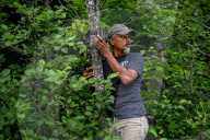‘An abomination’: the story of the massacre that killed 216 wolves. In Wisconsin, hunters are allowed to use hound dogs to kill wolves. In the midst of a politically volatile context, activists are now filming the hunts to raise the alarm.