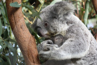FEATURE - Erster Koala-Geburten der Saison in australischem Zoo