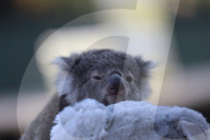 FEATURE - Erster Koala-Geburten der Saison in australischem Zoo
