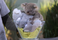 FEATURE - Erster Koala-Geburten der Saison in australischem Zoo