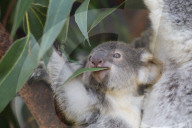FEATURE - Erster Koala-Geburten der Saison in australischem Zoo