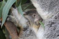 FEATURE - Erster Koala-Geburten der Saison in australischem Zoo