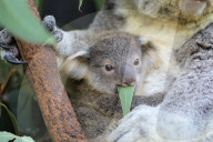 FEATURE - Erster Koala-Geburten der Saison in australischem Zoo