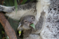 FEATURE - Erster Koala-Geburten der Saison in australischem Zoo