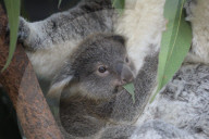 FEATURE - Erster Koala-Geburten der Saison in australischem Zoo