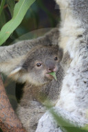 FEATURE - Erster Koala-Geburten der Saison in australischem Zoo