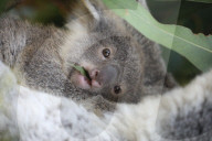 FEATURE - Erster Koala-Geburten der Saison in australischem Zoo