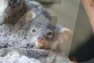 FEATURE - Erster Koala-Geburten der Saison in australischem Zoo