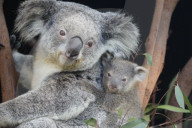 FEATURE - Erster Koala-Geburten der Saison in australischem Zoo
