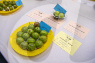 The Egton Bridge gooseberry show.