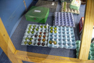 The Egton Bridge gooseberry show.