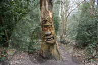 Collecting woodland sounds in Lesnes Abbey Wood 