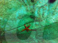 Underwater museum: how 'Paolo the fisherman' made the Med's strangest sight