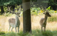Deer in Richmond Park, London