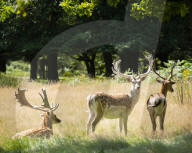 Deer in Richmond Park, London