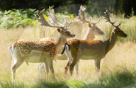 Deer in Richmond Park, London