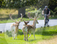 Deer in Richmond Park, London