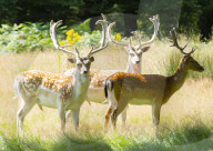 Deer in Richmond Park, London
