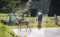Deer in Richmond Park, London