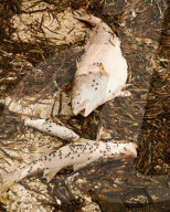 Thousands of fish killed by toxic red tide wash ashore on Florida beaches