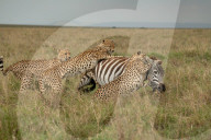 FEATURE - Chancenlos: 4 Geparde bringen ein Zebra zu Fall