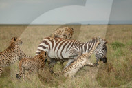 FEATURE - Chancenlos: 4 Geparde bringen ein Zebra zu Fall