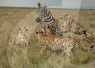 FEATURE - Chancenlos: 4 Geparde bringen ein Zebra zu Fall