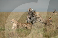 FEATURE - Chancenlos: 4 Geparde bringen ein Zebra zu Fall