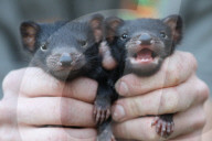 FEATURE - Zwillinge von Tasmanischen Teufeln in australischem Zoo geboren