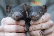 FEATURE - Zwillinge von Tasmanischen Teufeln in australischem Zoo geboren
