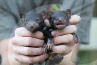 FEATURE - Zwillinge von Tasmanischen Teufeln in australischem Zoo geboren