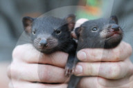 FEATURE - Zwillinge von Tasmanischen Teufeln in australischem Zoo geboren