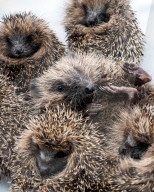 Baby hedgehogs at Tiggywinkles