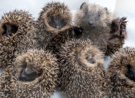 Baby hedgehogs at Tiggywinkles