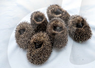 Baby hedgehogs at Tiggywinkles