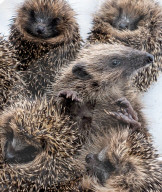 Baby hedgehogs at Tiggywinkles